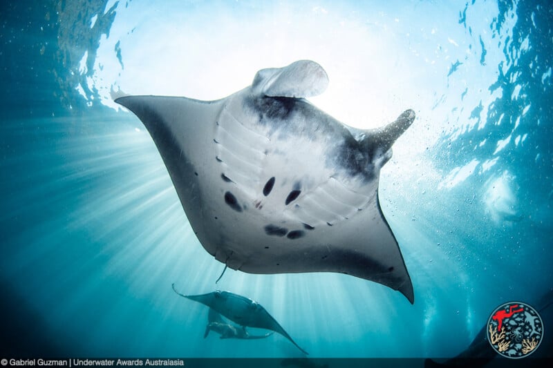 An underwater photograph of a large manta ray swimming gracefully, with sunlight streaming down from above. The image features the ventral side of the manta ray showing distinctive markings. Another manta ray is visible in the background.