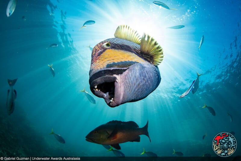 A large triggerfish with vibrant markings swims near the camera, mouth open, against a sunlit underwater backdrop filled with smaller fish. The sun's rays pierce the turquoise water, highlighting the colorful marine scene.