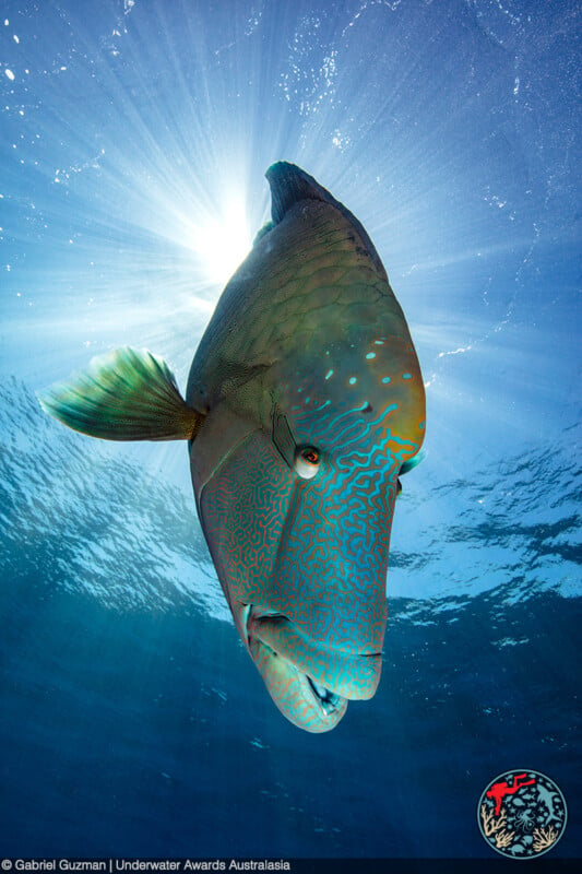 A mesmerizing underwater image of a large, colorful fish with intricate blue-green patterns swimming near the ocean surface, illuminated by sunlight streaming through the water. A logo in the bottom right corner credits Gabriel Guzman and Underwater Awards Australasia. .