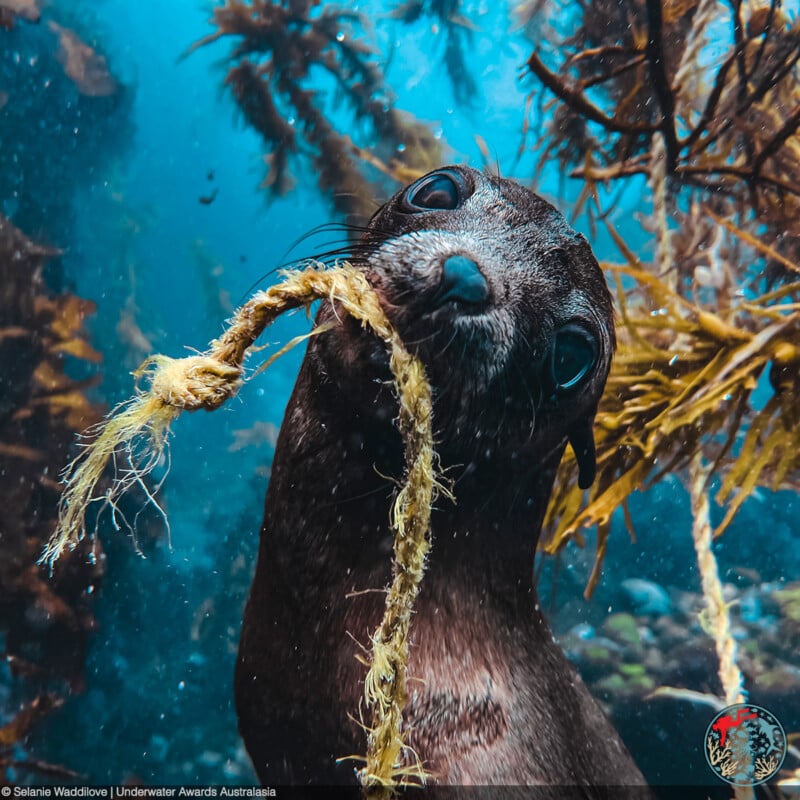 A playful seal pup underwater holds a frayed rope in its mouth amidst seaweed and marine vegetation. The pup's large, curious eyes look directly at the camera, while the clear blue water in the background adds a sense of depth and serenity.