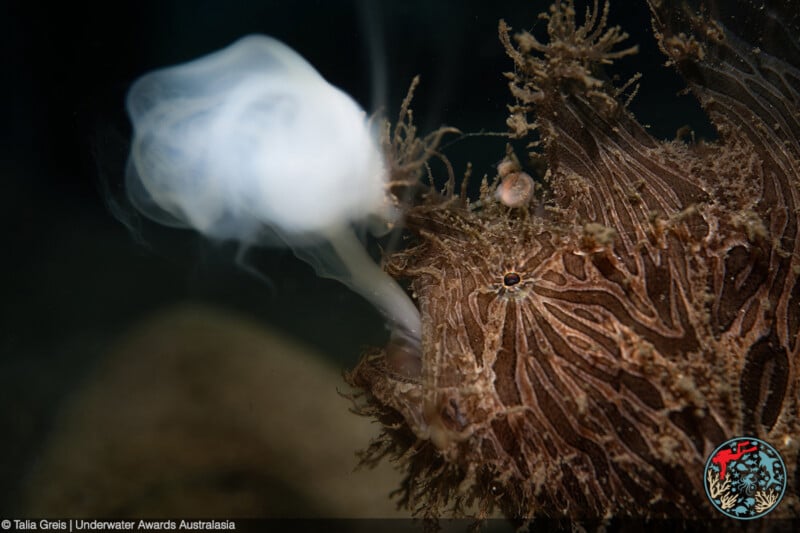 A close-up of a brown, textured marine creature resembling a fish, with a cloud-like burst emerging from its mouth. The detailed texture and intricate patterns on the creature's body are visible. The dark background accentuates the creature and the burst.