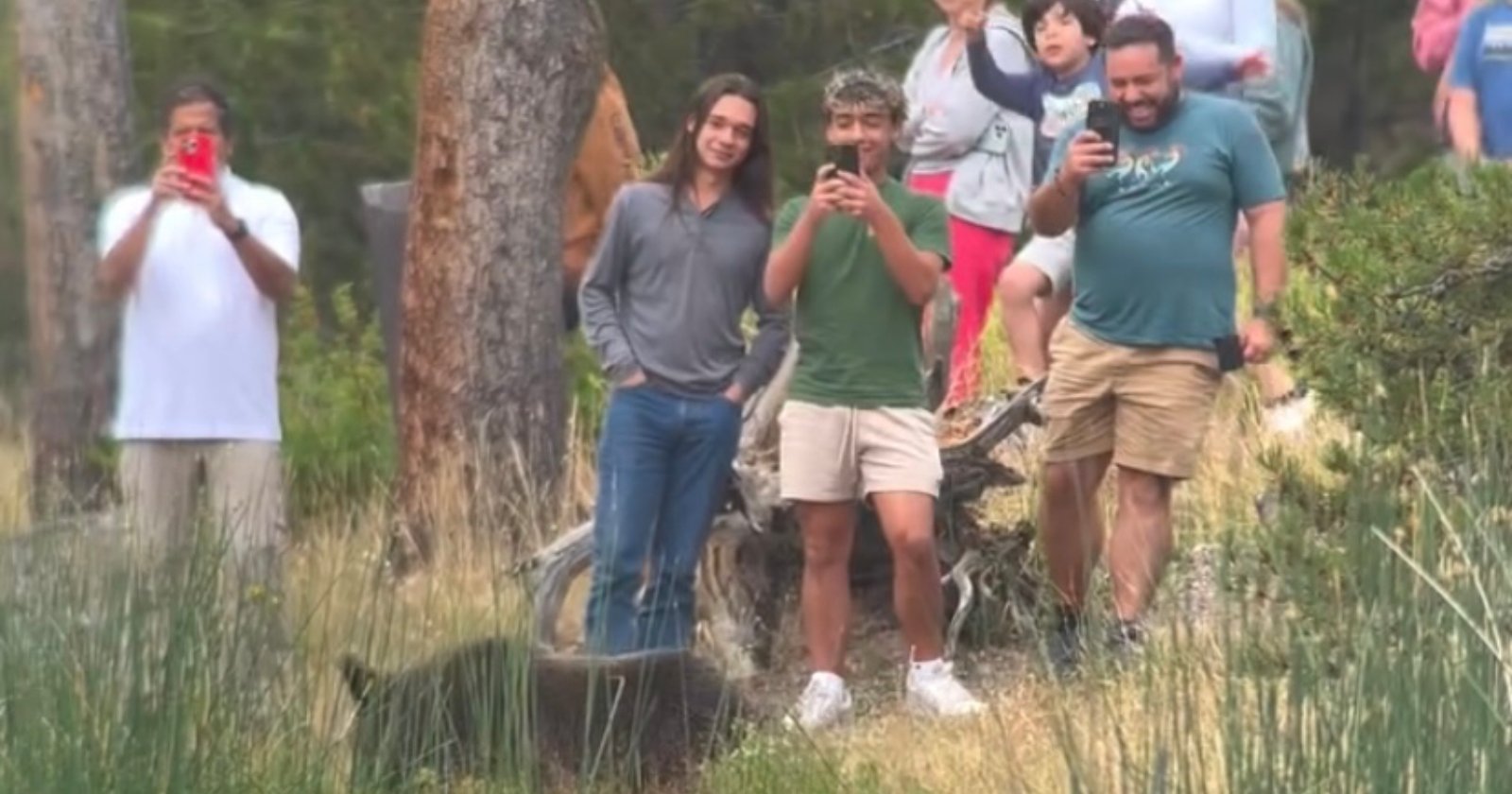 Photographer Films Yellowstone Park Tourists Blocking Grizzly Bear’s Path