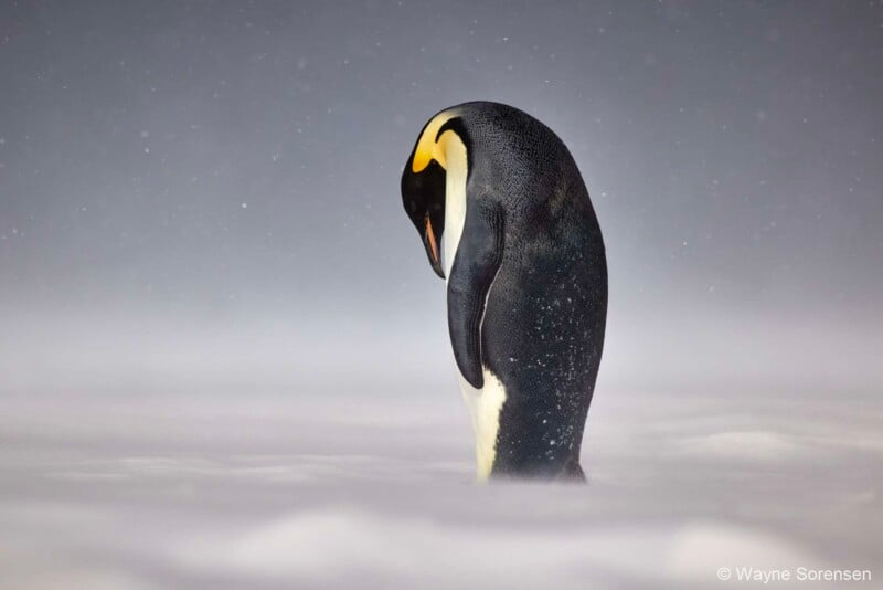 A solitary emperor penguin stands with its head bowed against a backdrop of swirling snow and fog. The image captures the serene and contemplative nature of the penguin in its wintry environment. © Wayne Sorensen.