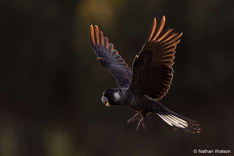 A dark-feathered bird with orange-tipped wings is captured mid-flight against a blurred, dark background. The sunlight highlights its feather tips and tail. The bird's beak is open, and its talons are extended. Photography credited to Nathan Watson.