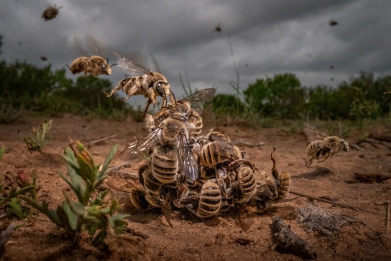 A group of bees, some flying and some clustered on the ground, engage in a tussle on a dirt-covered terrain with sparse vegetation. The sky above is overcast, adding a dramatic atmosphere to the scene.