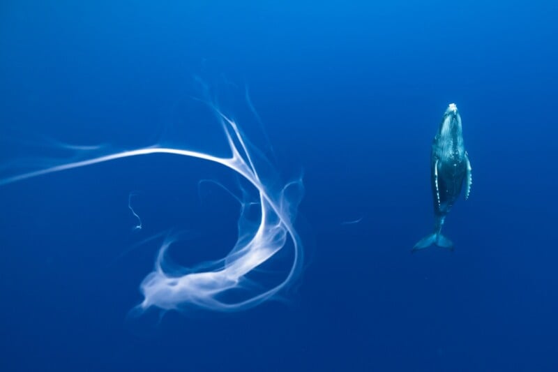 A single whale swims gracefully in the deep blue ocean. To the left of the whale, white, gauzy trails of underwater currents or possibly exhaled air create a swirling pattern, adding a sense of movement and mystery to the serene underwater scene.