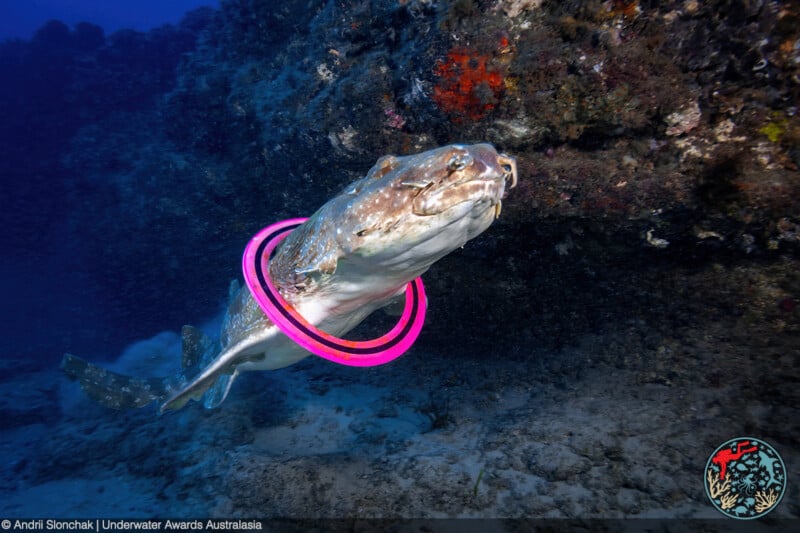 A leopard shark swims near a coral reef, adorned with two bright pink rings around its body. The deep blue ocean provides a vibrant backdrop, with colorful corals adding to the underwater scene. Photo by Andrii Sionchak, Underwater Awards Australasia.