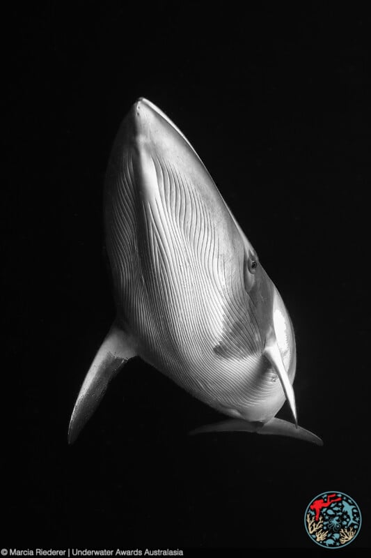 A black and white underwater photograph of a whale swimming upwards. The intricate textures of the whale's skin and the grooves of its underside are clearly visible. The background is dark, contrasting with the whale's lighter body. Image credit is noted at the bottom.