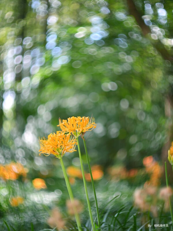 A close-up of three vibrant yellow spider lilies blooming among lush greenery. The background is a blend of bokeh, creating a dreamy, soft-focus effect with circular highlights of light. The scene evokes a serene, ethereal feel.