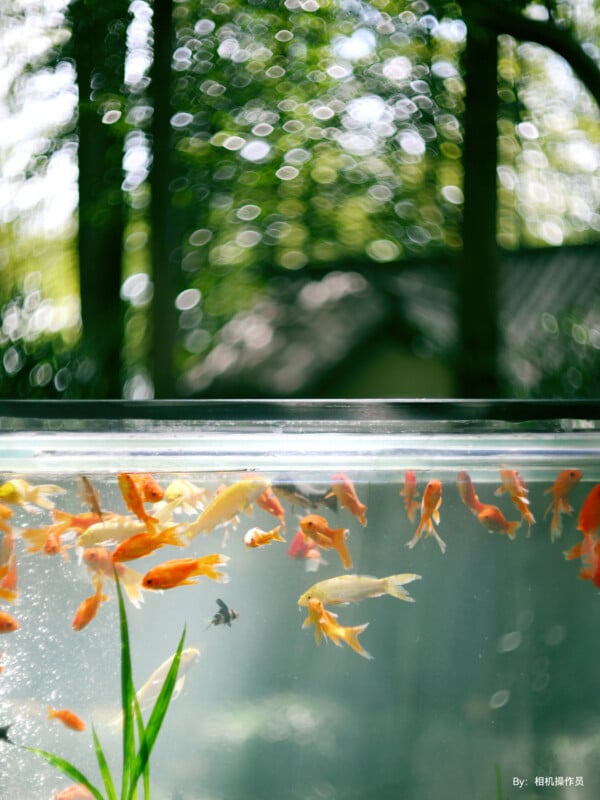 A clear glass aquarium with numerous orange and a few black fish swimming inside. Green aquatic plants are visible at the bottom left. The background shows trees and sunlight creating bokeh effects, suggesting an outdoor setting.