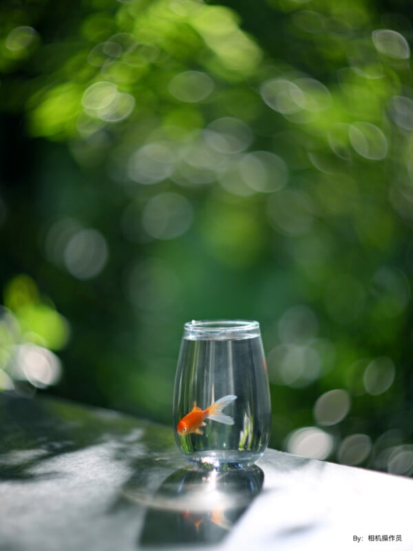 A small, clear glass containing a goldfish sits on a reflective surface with a blurred green outdoor background. The vivid fish and its water-filled container contrast against the bokeh effect of the light filtering through the foliage.