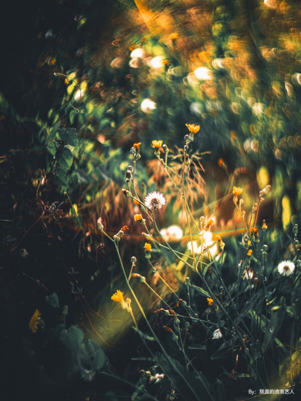 A dreamy, artistic photograph of wildflowers basking in the sunlight. The image features small yellow flowers surrounded by lush green foliage, with warm light and bokeh effects creating a soft, ethereal ambiance. Text reads, "By: 隱藏的旅遊人.