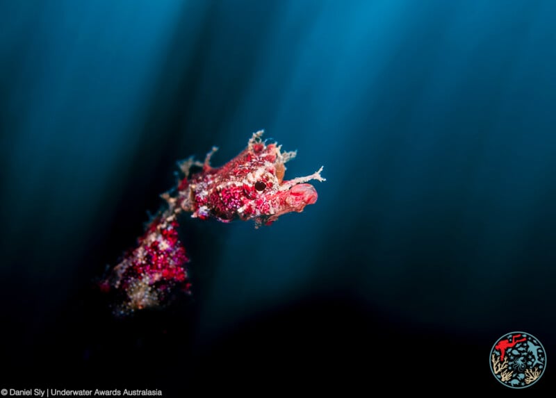 Close-up of a vibrant, red, camouflaged pygmy seahorse blending into its surroundings against a deep blue underwater background. The image features textured details on the seahorse's body.