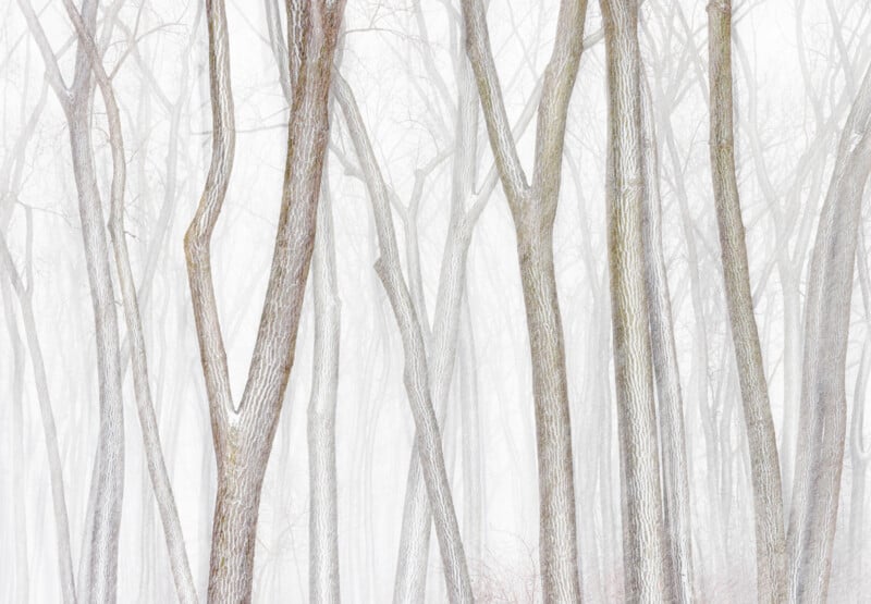 A forest of tall, leafless trees with thin trunks standing close together. The background is shrouded in a soft, white mist, giving an ethereal and serene atmosphere. The tree bark is textured, and the intertwining branches create an intricate pattern.