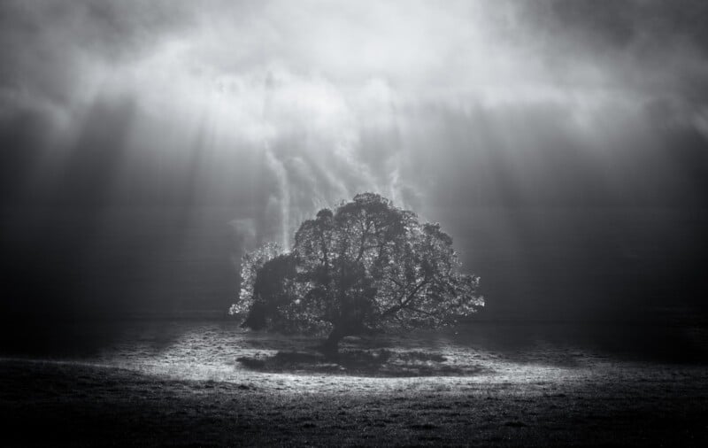 A solitary tree stands in a foggy field with ethereal light rays streaming through the mist from the sky. The black-and-white photo creates a serene and mystical atmosphere, highlighting the tree's outline against the bright background.