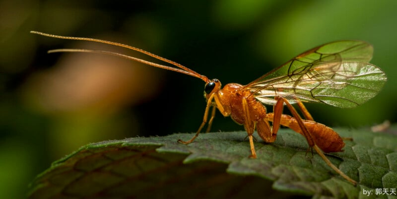 Close-up image of a golden-colored insect with translucent wings perched on a leaf. The insect has long, slender antennae and fine details of its wing structure are visible. The background is blurred greenery. (Photo credit:  郭天奇).