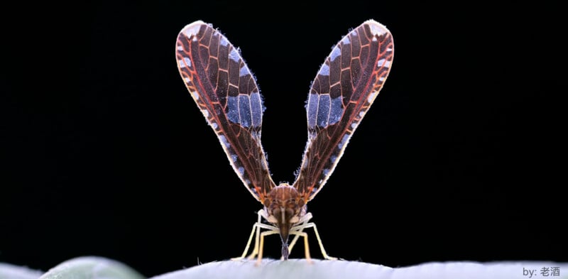 Close-up of an insect with long, intricately patterned wings resembling butterfly wings. The wings are raised and open in a V-shape, displaying a combination of brown, blue, and white hues. The insect is perched on a green surface against a dark background.