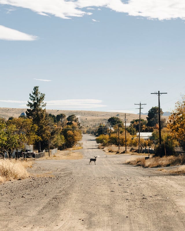 A rural dirt road stretches into the distance lined with utility poles and trees with autumn foliage. A solitary deer stands in the middle of the road, surrounded by trees and grassy areas under a clear sky with scattered clouds.