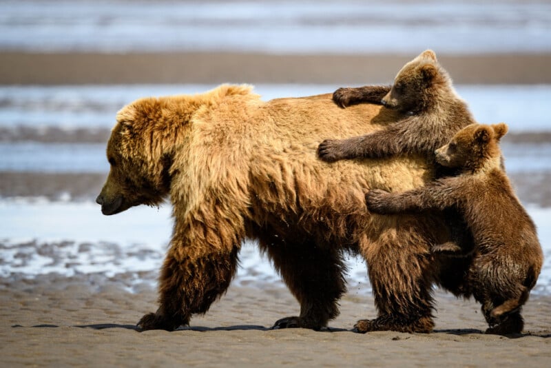 A large brown bear walks along a sandy beach while two smaller bear cubs cling to its side. The background features a blurred view of water and more sand, suggesting a coastal environment. The cubs appear to be playful and closely following the larger bear.