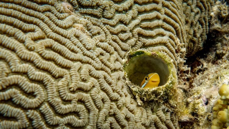 A yellow fish with black and white markings peeks out from a tube-like structure within brain coral. The textured surface of the coral resembles grooves or ridges, creating an intricate and wavy pattern around the fish's hiding spot.