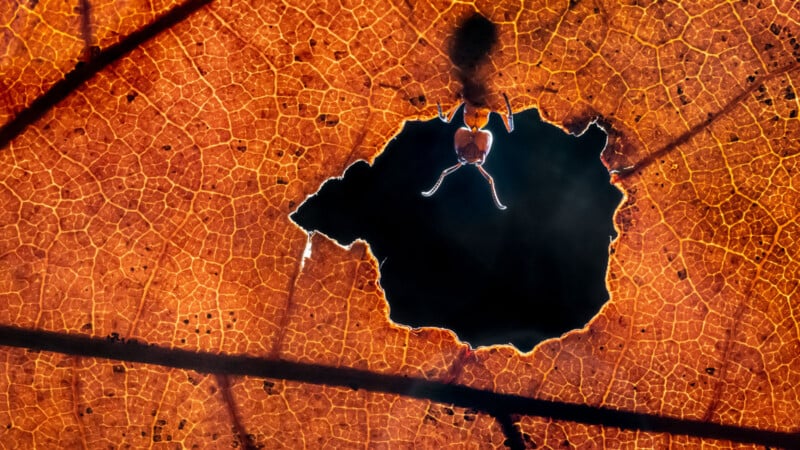 A close-up of an ant emerging from a jagged hole in an autumn leaf. The leaf's intricate veins are prominently displayed, and the light creates a warm, glowing effect, highlighting the texture and details of the leaf.