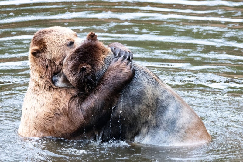 Two brown bears are standing in a body of water, engaging in what appears to be an affectionate hug or gentle wrestling. Their bodies are partially submerged, with ripples forming around them. One bear's front paws rest on the other's shoulders.