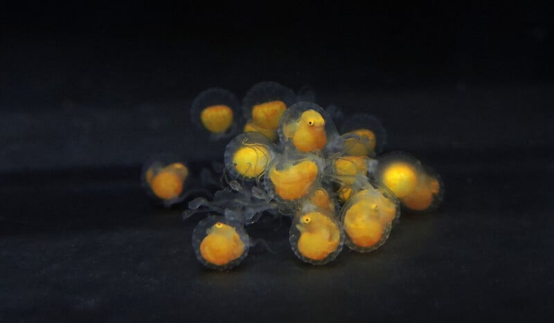 A close-up image of a cluster of small, translucent, spherical objects with bright yellow centers. The objects are likely fish eggs, grouped together on a dark surface. Each egg has a distinct spherical shape, and the yellow inside is prominently visible.