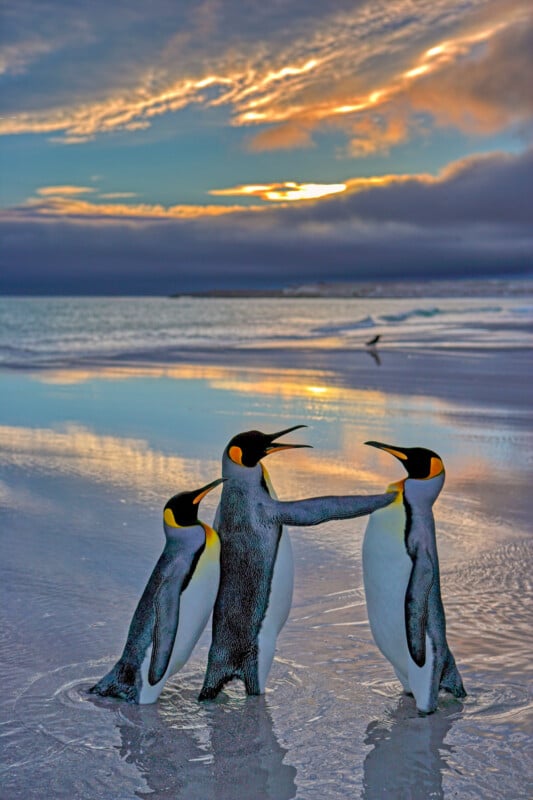 Three penguins stand on a reflective beach at sunset. The penguin in the middle has its flippers stretched out, touching the two others on their backs. The sky is filled with clouds tinged with shades of orange, yellow, and blue. A single bird is flying in the distance.