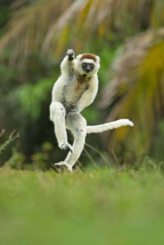 A sifaka lemur is captured mid-leap with one arm raised and its legs extended, appearing to dance joyfully. The background is a lush green natural habitat with blurred foliage, emphasizing the lemur's dynamic movement.