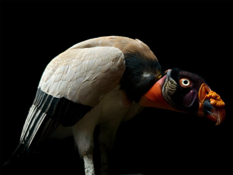 A king vulture with striking plumage and colorful facial markings stands in profile against a dark background. The bird's body is primarily white and black, with vivid orange, yellow, and purple hues on its head and beak.