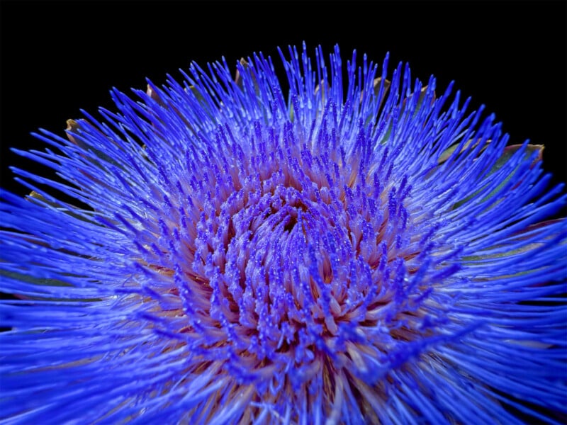 Close-up of a vibrant blue and purple flower with numerous thin, delicate petals radiating outward from a central cluster. The intricate details of the petals create a sense of depth and texture against a dark background.