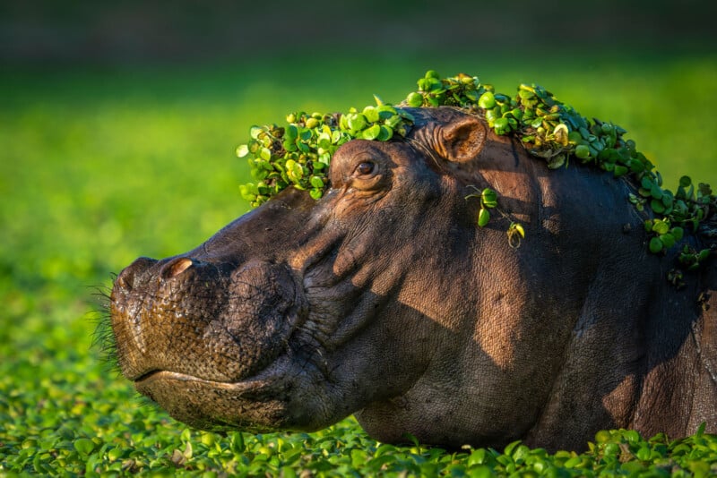 A hippo with a crown of green plants on its head partially submerged in water with green vegetation. The lighting highlights the detail on its textured skin and the surrounding vibrant greenery.