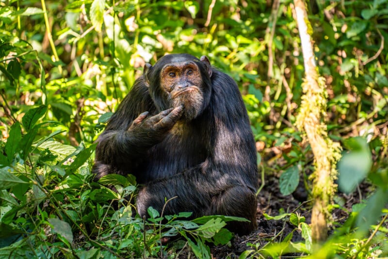 A chimpanzee sits amidst dense greenery, appearing to be deep in thought with one hand resting on its chin. Sunlight filters through the foliage, illuminating the chimpanzee's facial features and the surrounding lush forest.