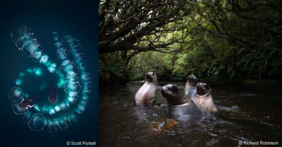 Left: Aerial view of large marine animal creating a spiral of bubbles in deep blue water. Right: Four seals with heads above water, surrounded by lush, dense green forest. © Scott Portelli © Richard Robinson.