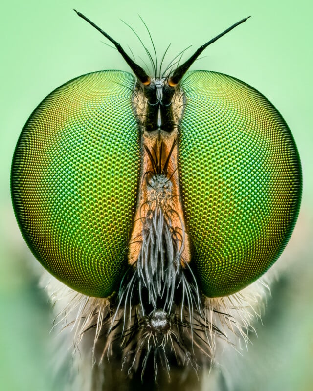 Extreme close-up of a small insect with vivid, green compound eyes. The eyes display a honeycomb-like pattern. The insect's face is covered in fine, light-colored hair, and the background is a soft, blurred green.