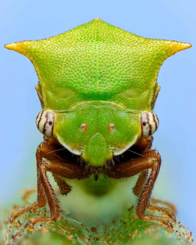 Close-up image of a green insect with a triangular head, facing forward. The insect has distinct striped eyes and detailed textures on its body, set against a blue background.