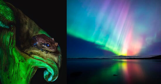 On the left, a close-up of a small brown frog resting on a large green leaf. On the right, a vivid display of the Northern Lights, with streaks of green, purple, and pink illuminating the night sky over a calm body of water.