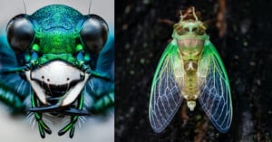 Close-up macro photography of two insects. The left image shows the detailed head of a vibrant green beetle with prominent eyes and mandibles. The right image captures a cicada, displaying its translucent green wings and intricate body markings against a dark background.