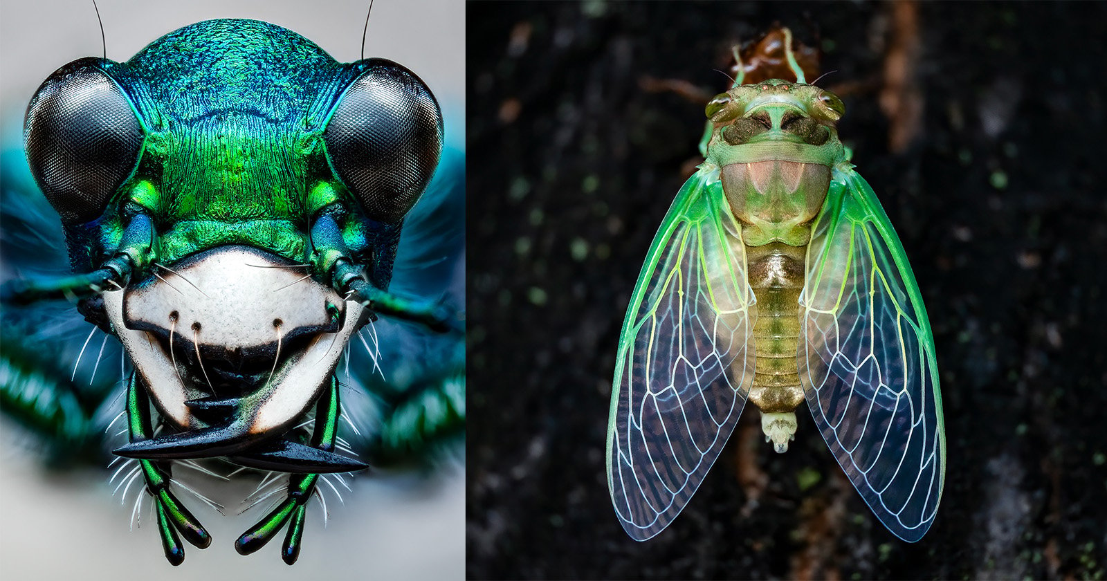 Close-up macro photography of two insects. The left image shows the detailed head of a vibrant green beetle with prominent eyes and mandibles. The right image captures a cicada, displaying its translucent green wings and intricate body markings against a dark background.