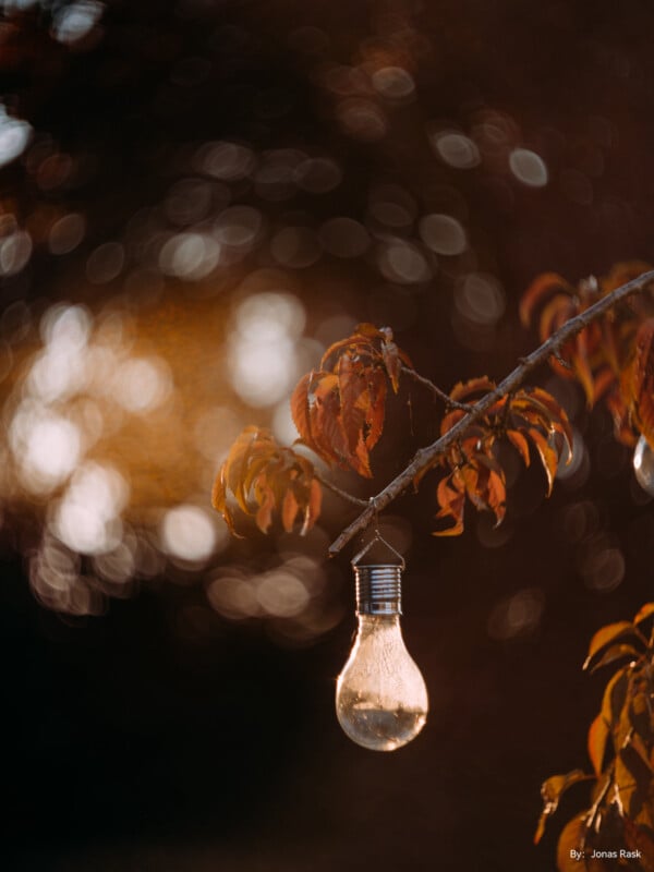 A light bulb dangles from a tree branch with autumn leaves, illuminated by soft, golden light. The background is blurred, creating a warm, bokeh effect. Photo by Jonas Rask.