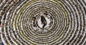 Aerial view of thousands of dead birds meticulously arranged in concentric circles on a white surface. The circles start with smaller birds on the outer edges and gradually feature larger birds toward the center. Each circle is progressively darker.