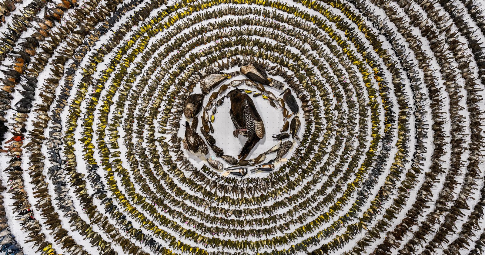 Aangrijpende foto van 4.000 vogels die stierven na een botsing met gebouwen, wint de prijs Vogelfotograaf van het Jaar.