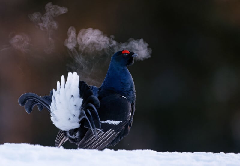 Een korhoen staat op een besneeuwde grond met zijn witte staartveren uitgespreid. De warme adem van de vogel is te zien in de koude lucht, waardoor er een wazige wolk boven zijn kop ontstaat. De achtergrond is donker en wazig, wat het opvallende uiterlijk van de vogel benadrukt.