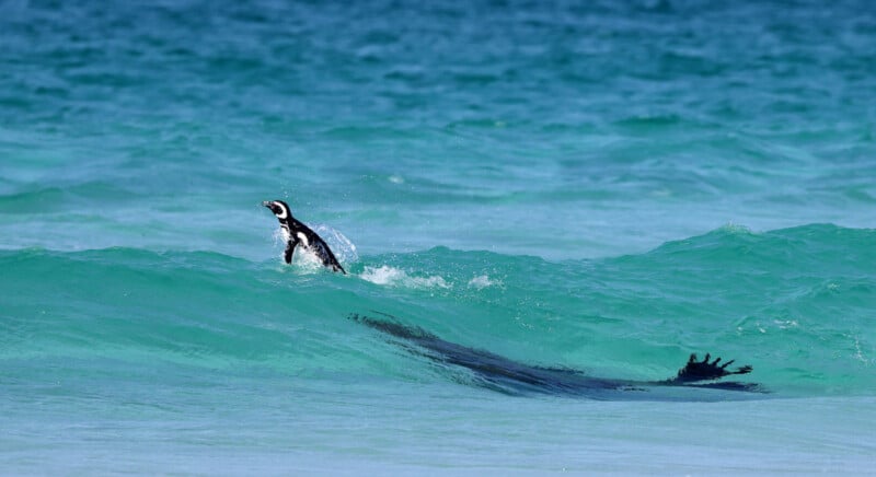 Een pinguïn komt uit de turquoise oceaan tevoorschijn en maakt een plons, terwijl een andere pinguïn in het water onder de golven verschijnt. De scène legt de dynamische en speelse aard van pinguïns in hun natuurlijke habitat vast.