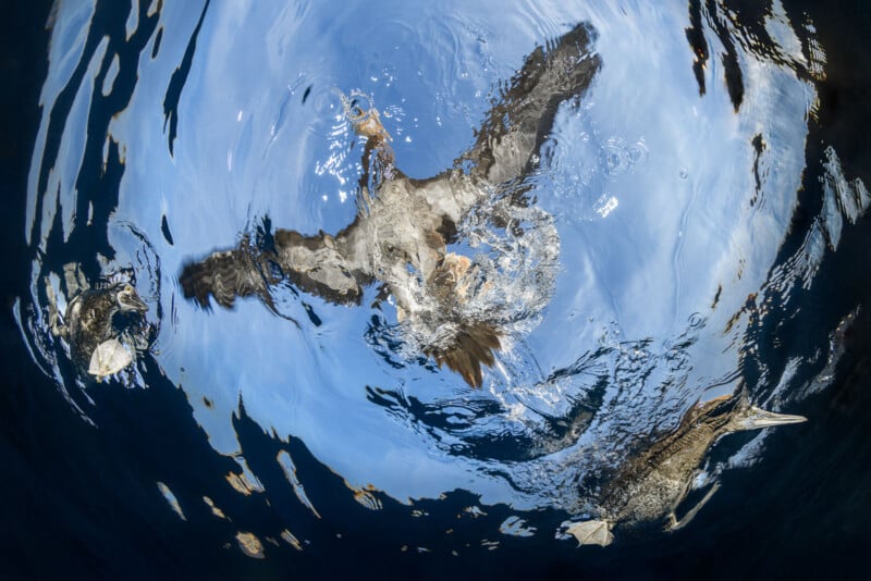 Onderwaterzicht van twee vogels die in helderblauw water duiken en bellen en rimpelingen creëren. De twee vogels zijn gedeeltelijk ondergedompeld in water, met hun vleugels gespreid. Zonlicht van bovenaf voegt gevlekte patronen toe aan het wateroppervlak.