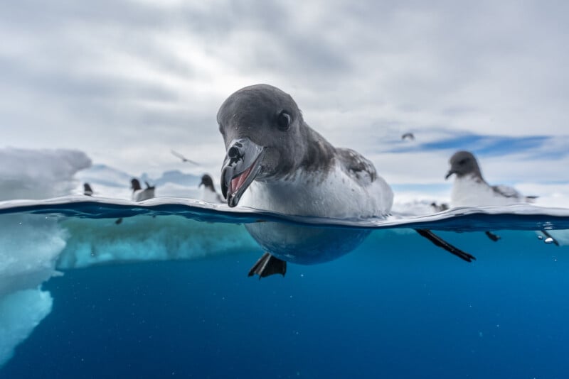 A close-up of a seabird partially submerged in clear blue water. The bird's head is above the surface as it looks directly at the camera, while its body is underwater. Other seabirds and ice formations can be seen in the background under a cloudy sky.