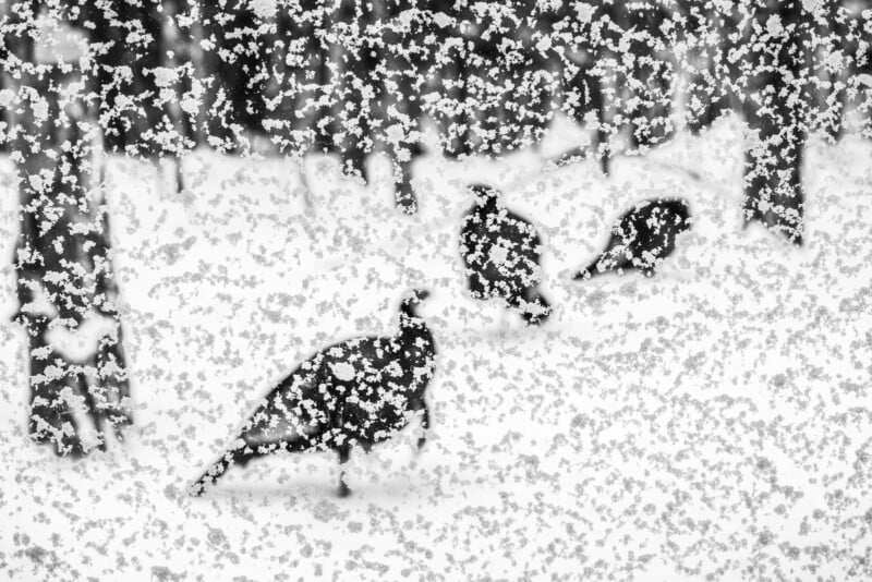 Three wild turkeys stand in a snow-covered forest during a heavy snowfall. Snowflakes fill the air, partially obscuring the view of the trees and the birds. The scene is monochromatic, with shades of white and gray, creating a serene winter atmosphere.