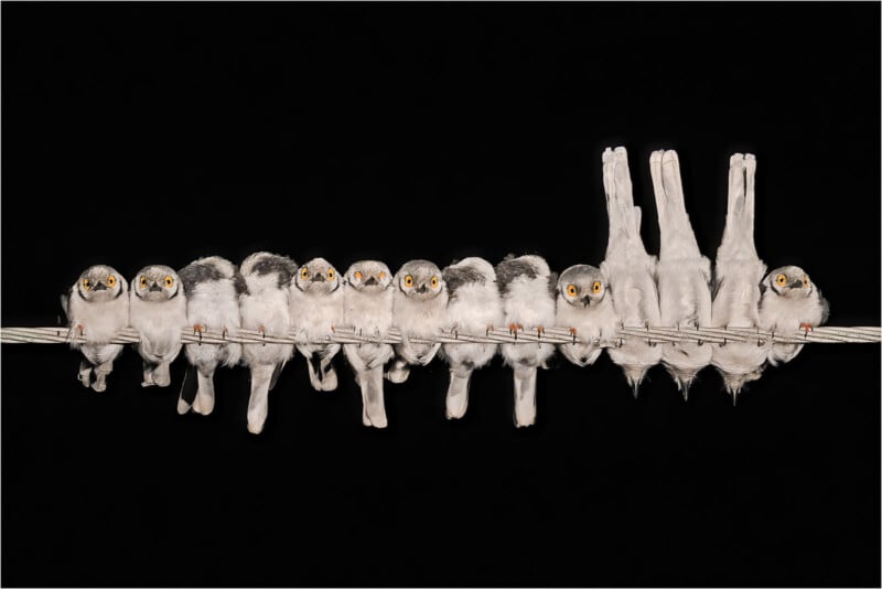 A group of small white and gray birds with orange eyes perches closely together on a wire against a black background. Two of the birds hang upside down, contrasting with the others standing upright. The birds appear uniformly lined up, creating a striking visual.