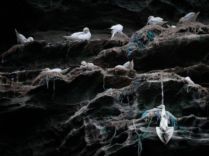 A group of seabirds, likely gannets, rests on rugged cliff ledges. Among them, one bird is entangled in discarded fishing line, hanging motionless. The scene highlights the contrast between the serene resting birds and the distress of the entangled one.