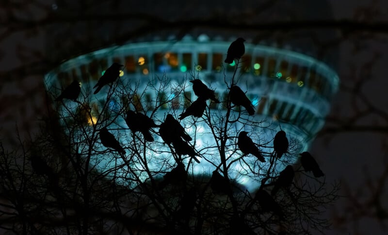 Een groep vogels die op kale boomtakken staan ​​en 's nachts als schaduwen verschijnen tegen de verlichte achtergrond van een toren. De toren straalt blauw licht uit, wat het contrast tussen de donkere vogels en de heldere structuur benadrukt.